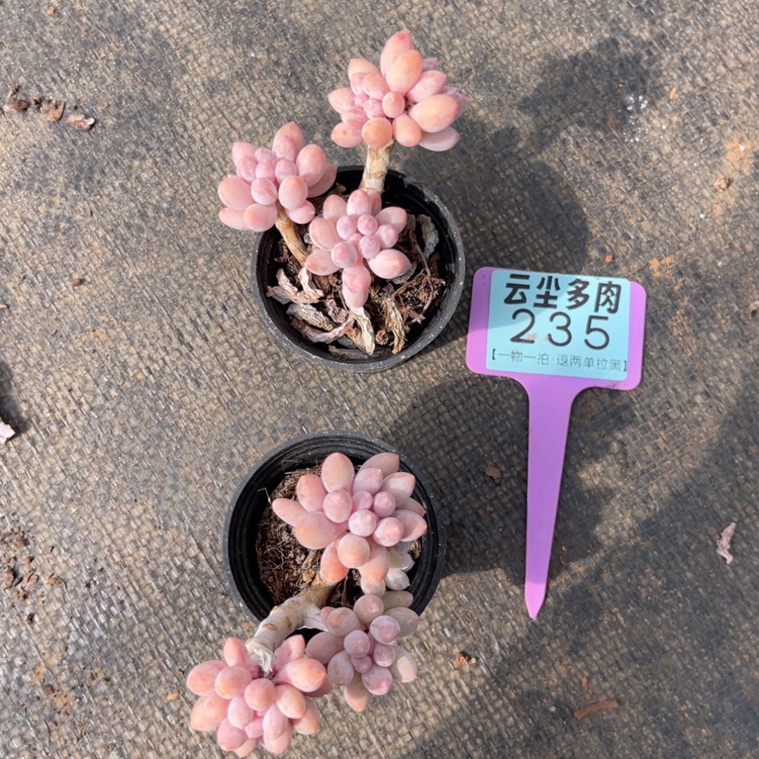 星****云尘多肉一物一拍235，