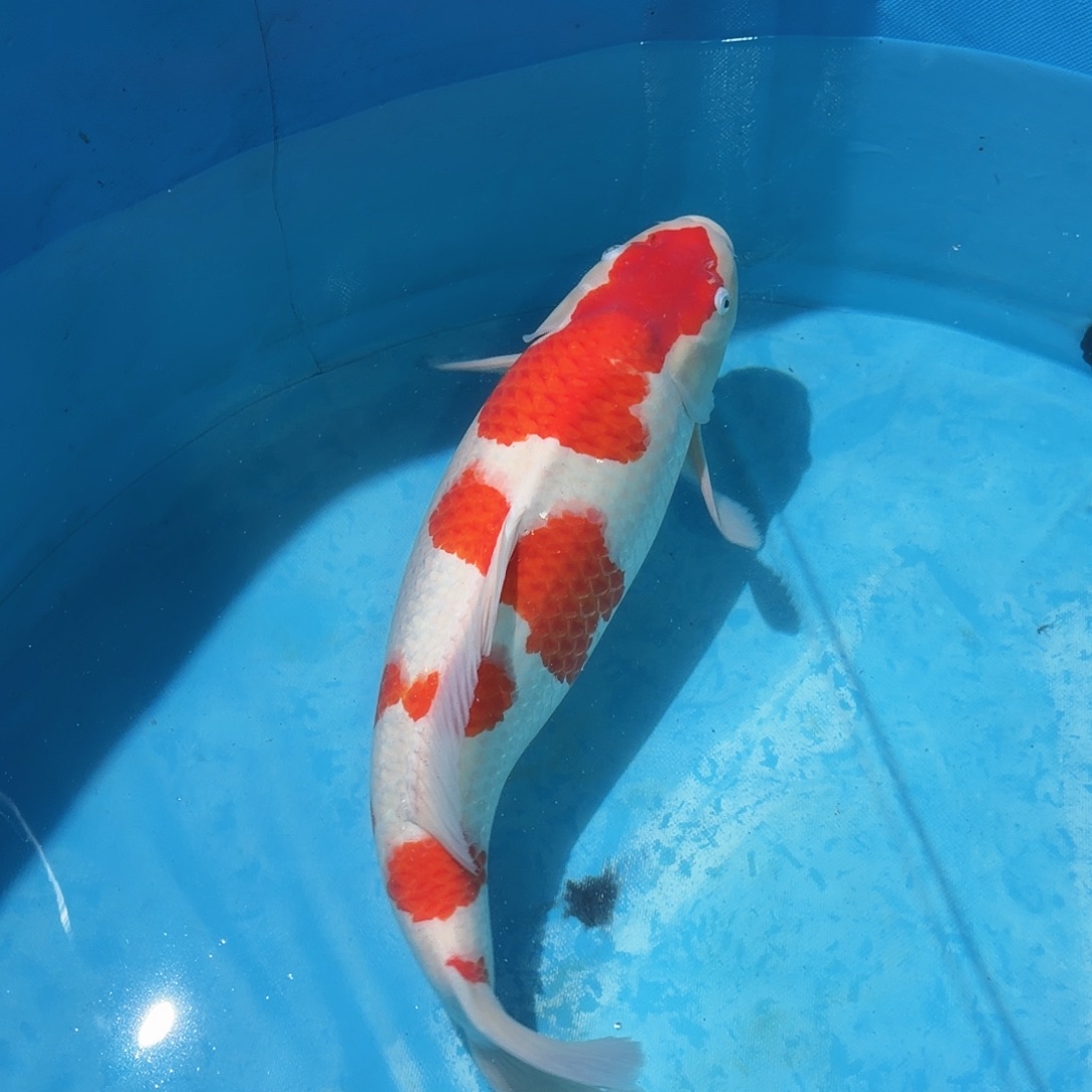 锦鲤红白专拍链接