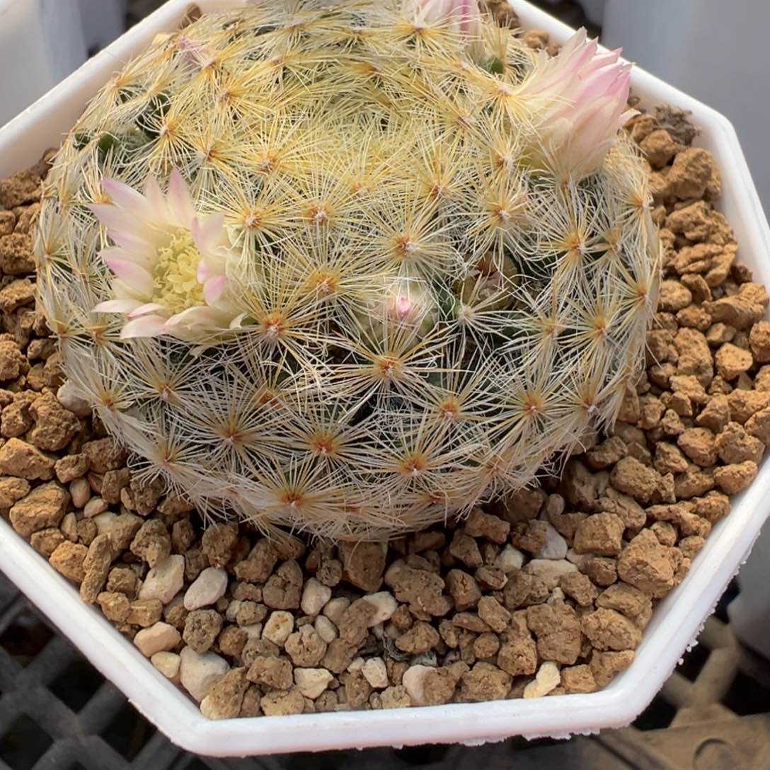 478实生根美花明星多肉植物带盆土