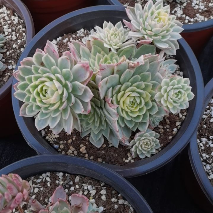 沙漠玫瑰白覆轮锦群刚长毛根