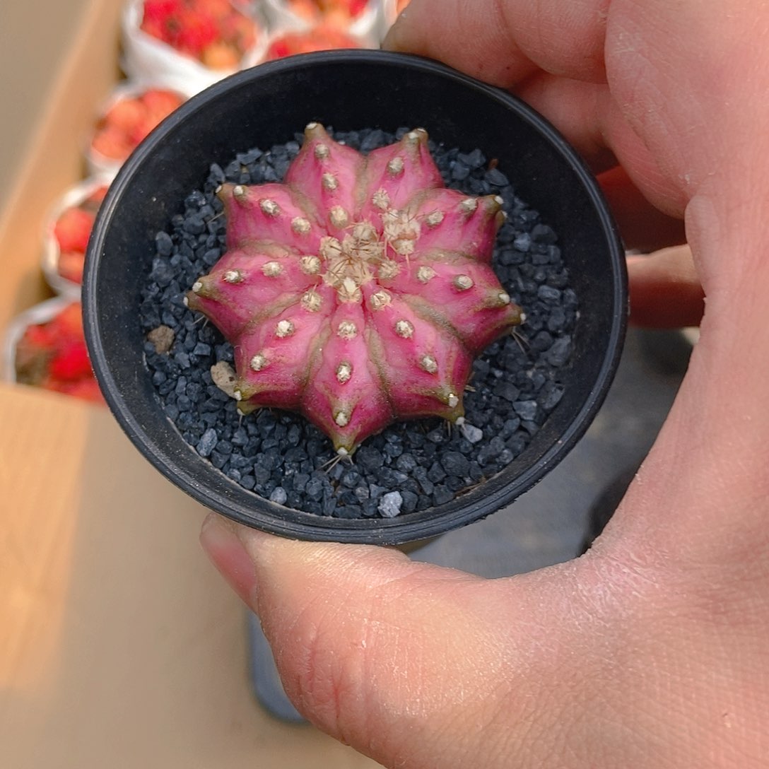 粉钻子一个一物一拍