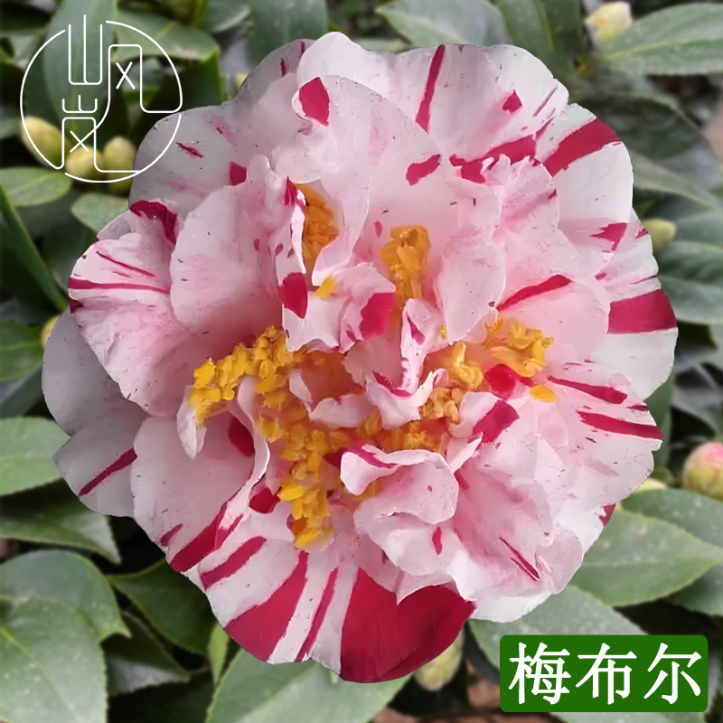 【梅布尔】正品山茶花树苗花卉盆栽名贵品种带花苞绿植好养易活植物