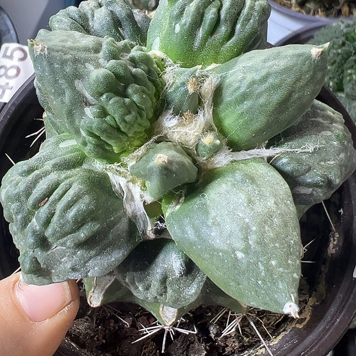 瀑布怒408仙人⚽️开花