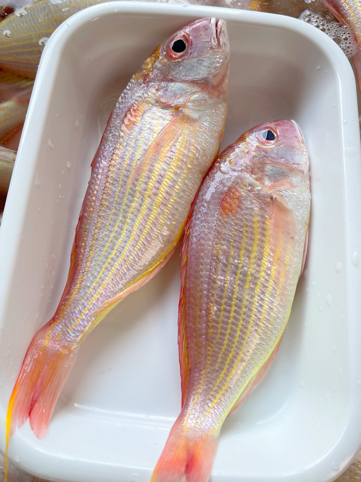 海钓红杉鱼 红三鱼 天然海捕小海鱼 鲜活速冻