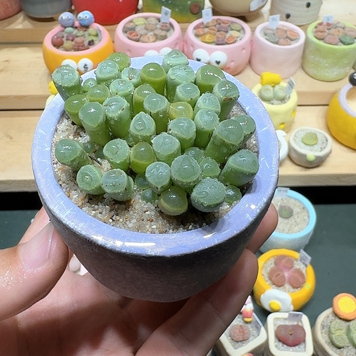 红陶蘑菇495五十铃玉