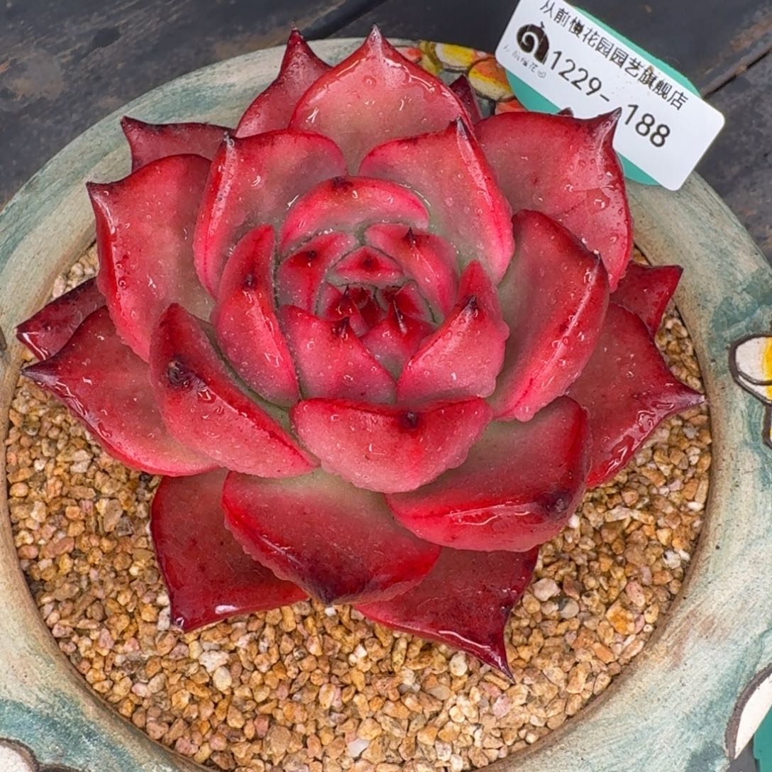 从前慢多肉精选编号1229.188