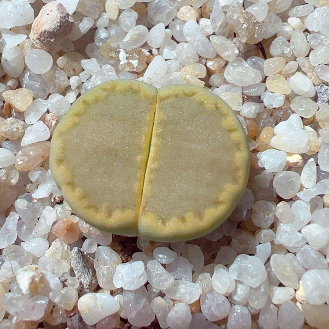 1229-254多肉黄巴里全窗