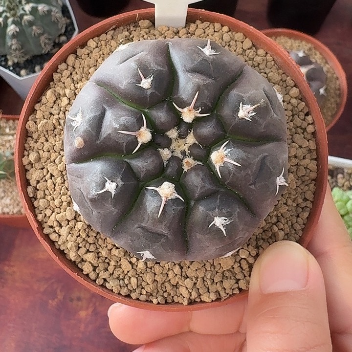 38号铅皮仙人球123