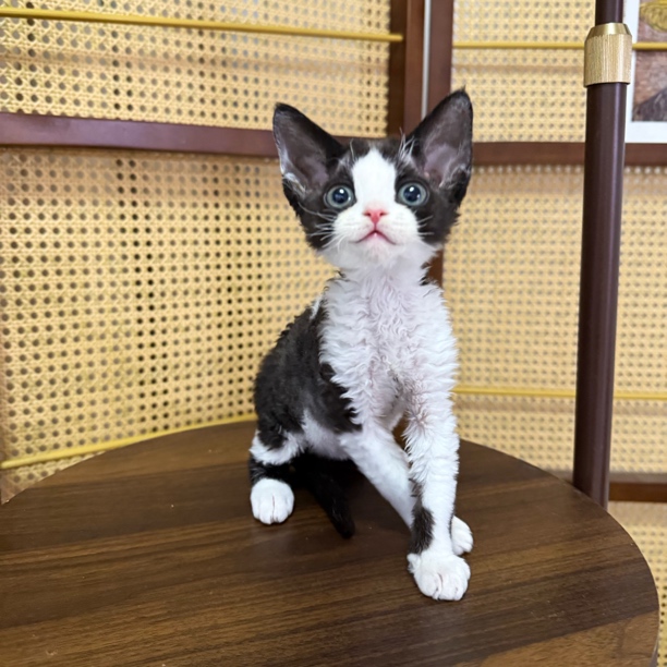 【ZF.Q德文卷毛猫】黑白开脸妹妹，甜美，一针疫苗