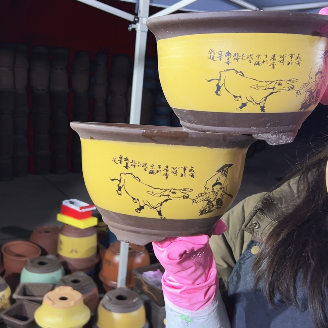 25+25黄色放牛娃三角金钟