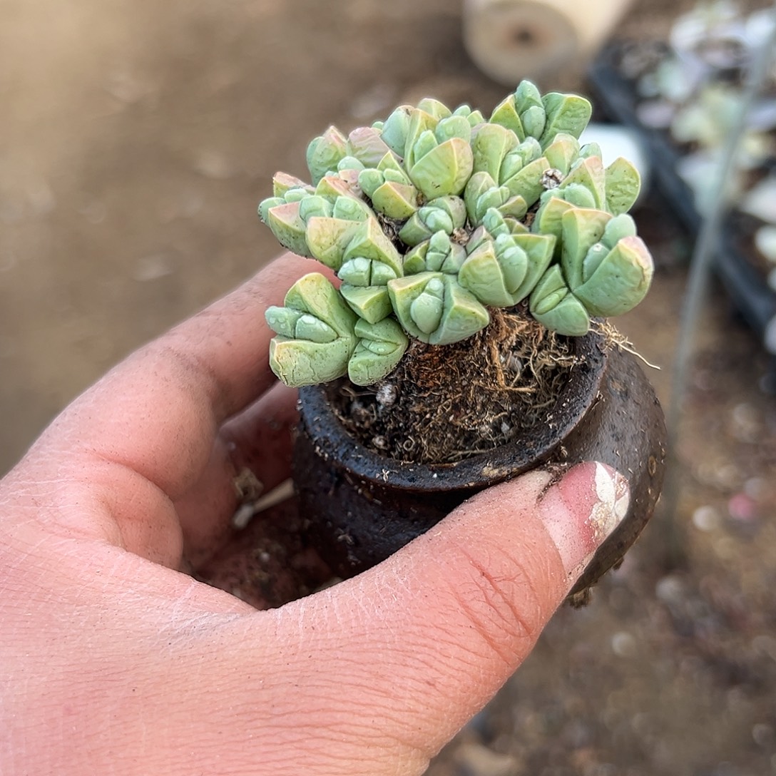 多肉植物秋琴玉开花