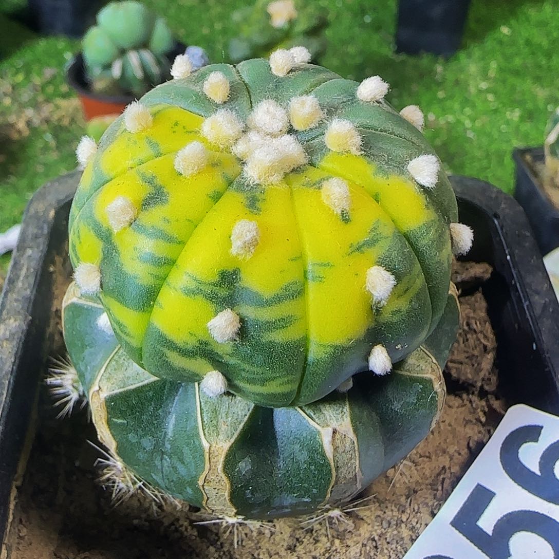 兜锦856仙人球开花