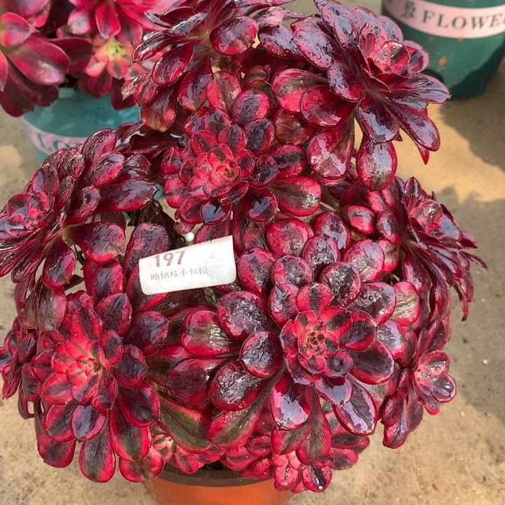 197香奈多肉植物