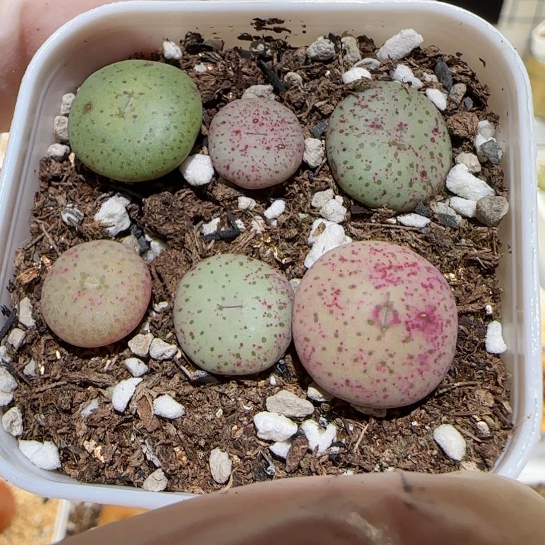 肉锥多肉植物百科1-1533