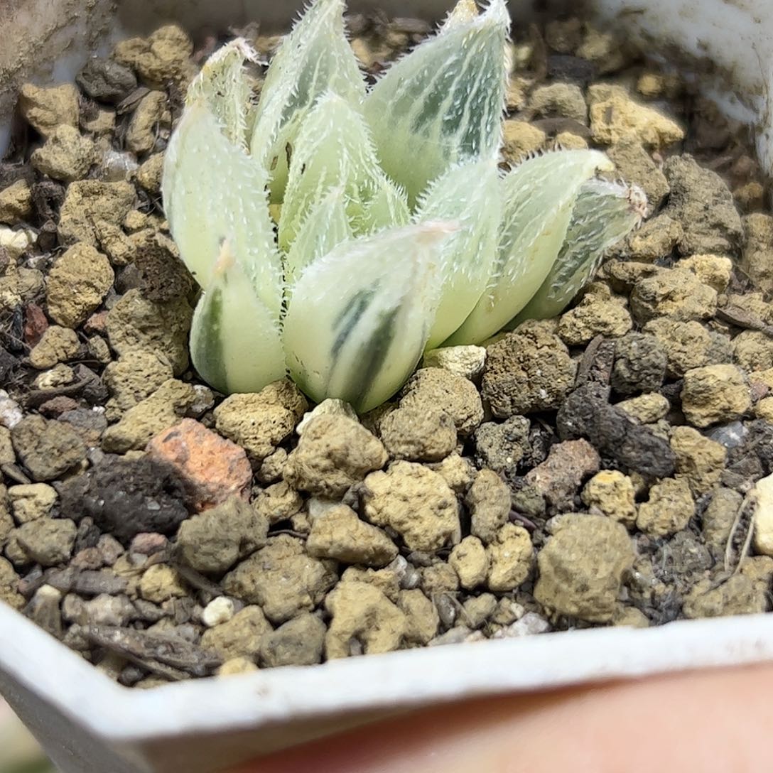 糊斑白毛绘卷十二卷多肉
