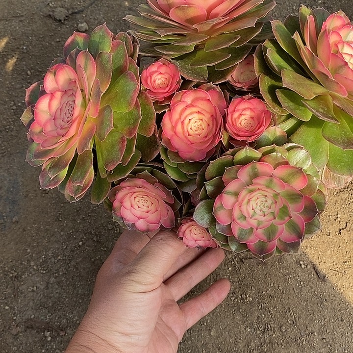 多肉植物荔枝716多肉