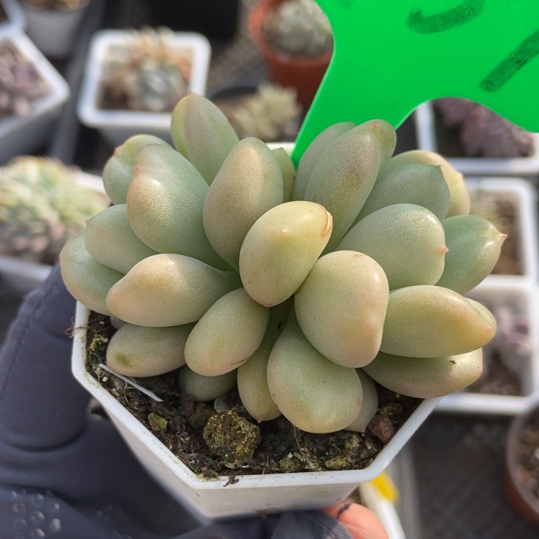 757比尔盖茨多肉植物保护