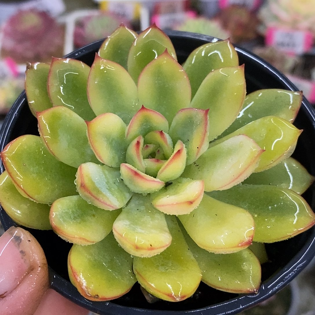 667雨燕座哈哈哈哈哈哈