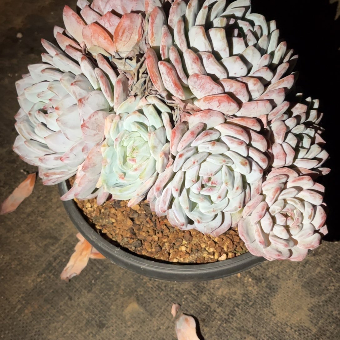 大***业多肉植物多肉植物
