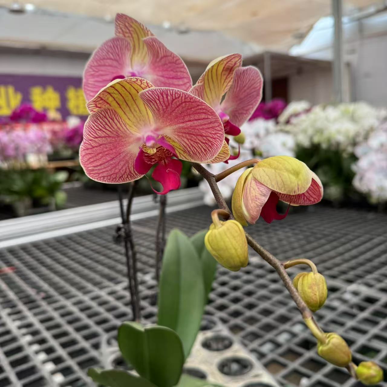 蝴蝶兰【爱马仕】昆明源头基地直发