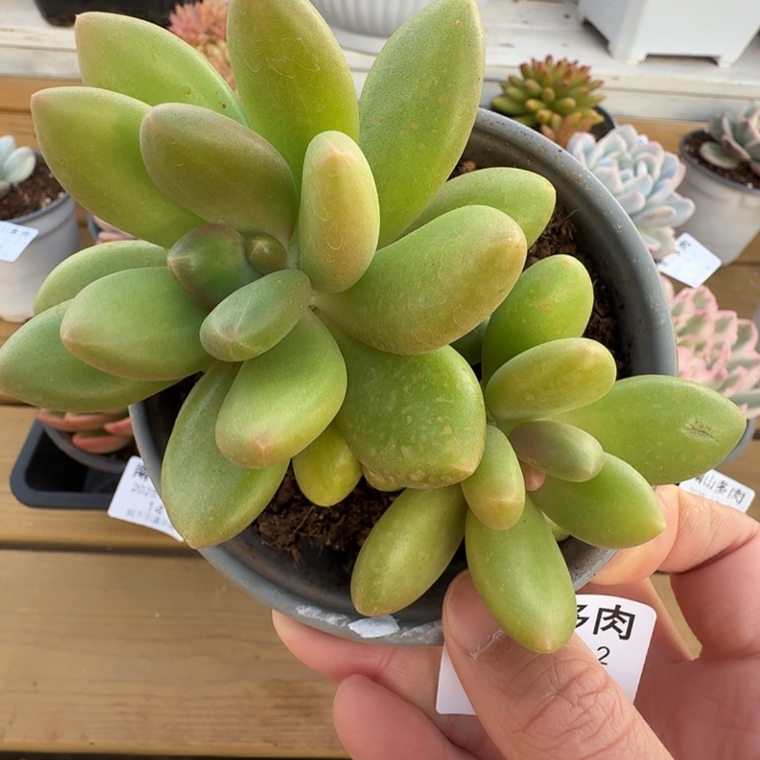 芒果奶111111122-13