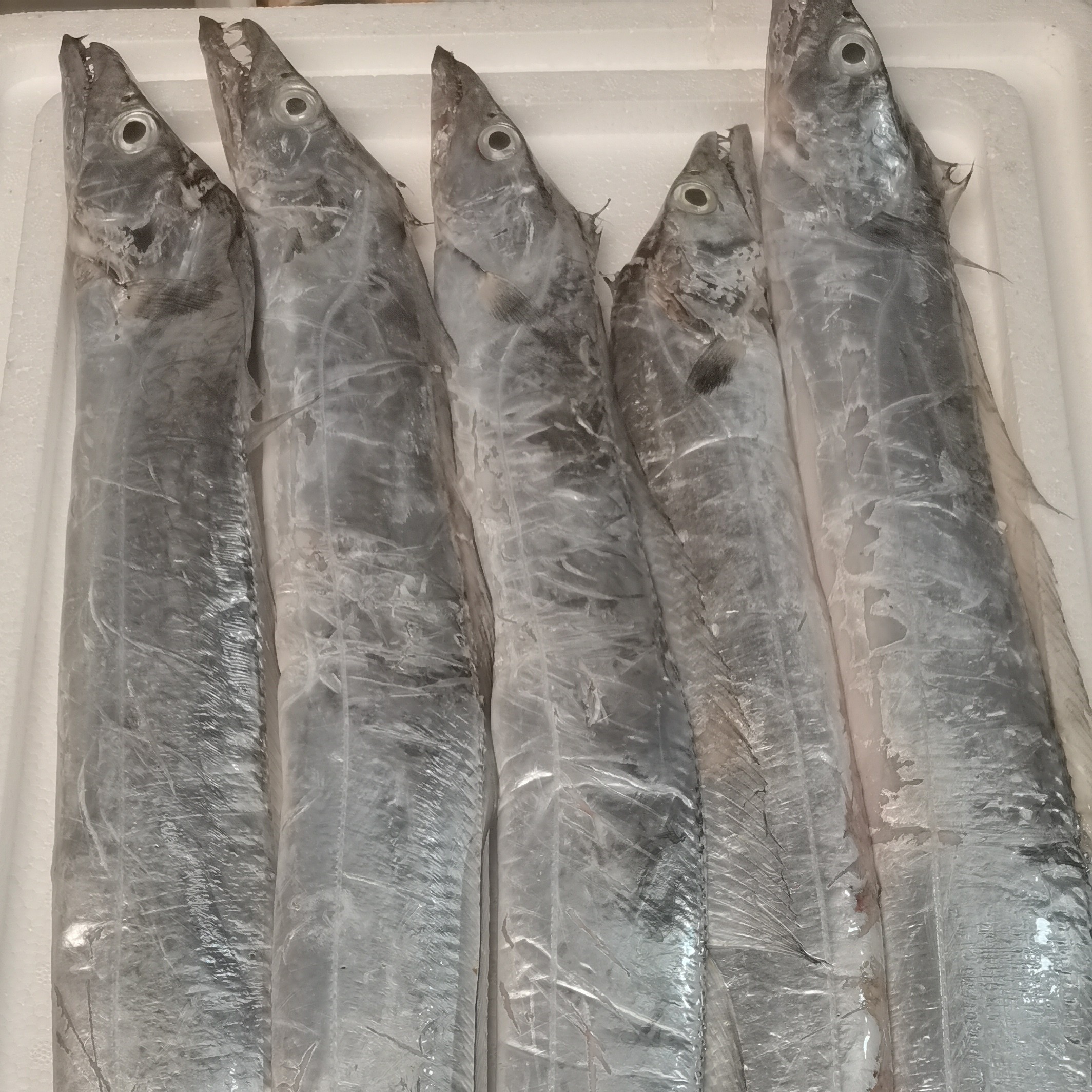 大连当地渤海湾刀鱼小眼油带鱼（干冰冷冻发货，易破肚）顺丰包邮