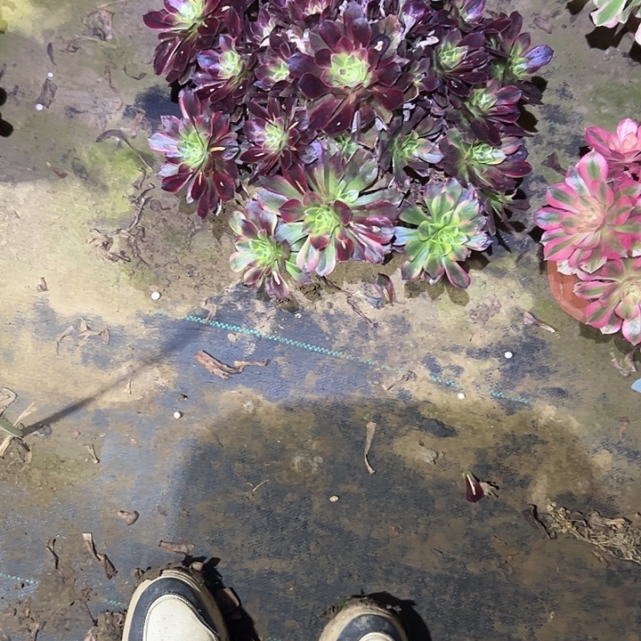 一单包邮不包侧枝2