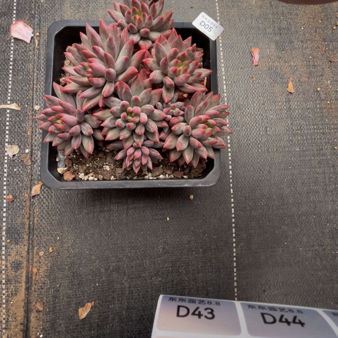 d5虞美人群生呀呀呀
