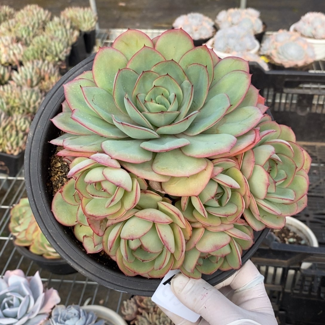 647牡丹亭一物一拍