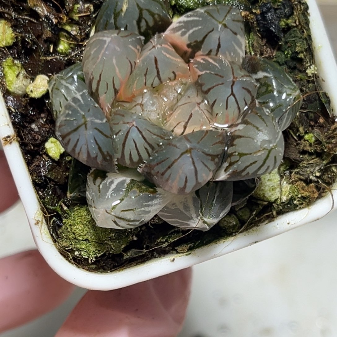 十二卷多肉植物0121龙爪