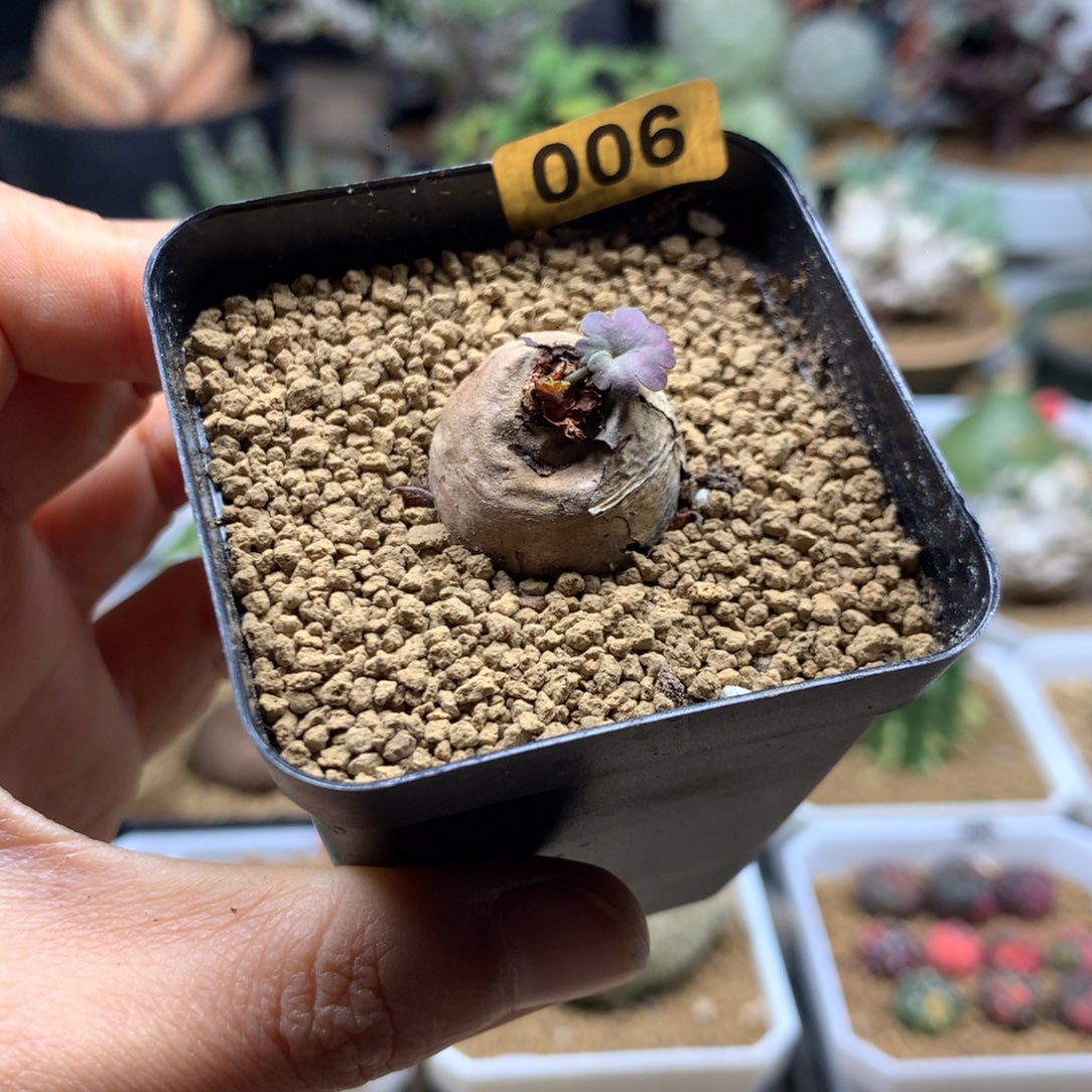 肾叶杨葵母本带盆006