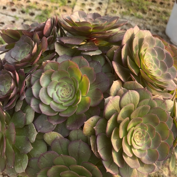 万圣节丛林多肉断枝不包2