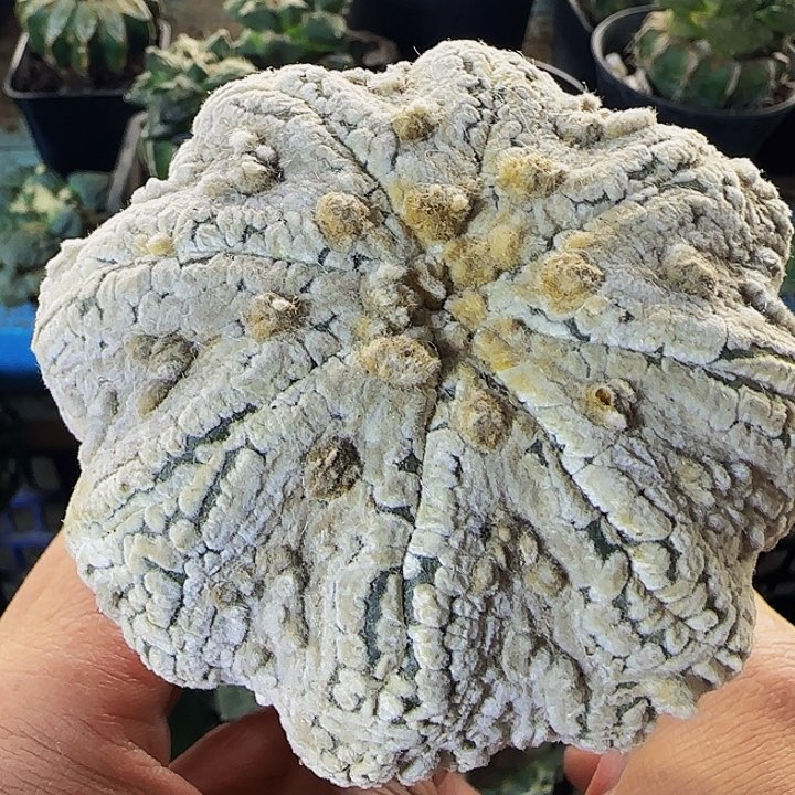 八爪浓白海星兜330