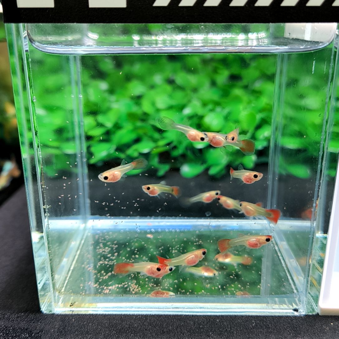 孔雀鱼红头玻璃猫苗子13条含三条被损。