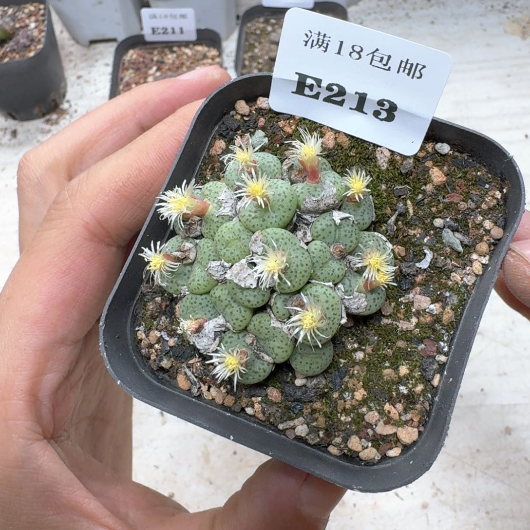 E213。肉锥一大群 带盆