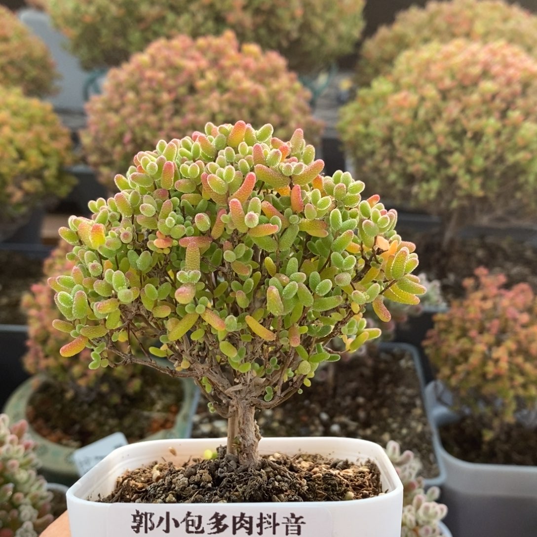 蜜橘糖球2703枝干番杏