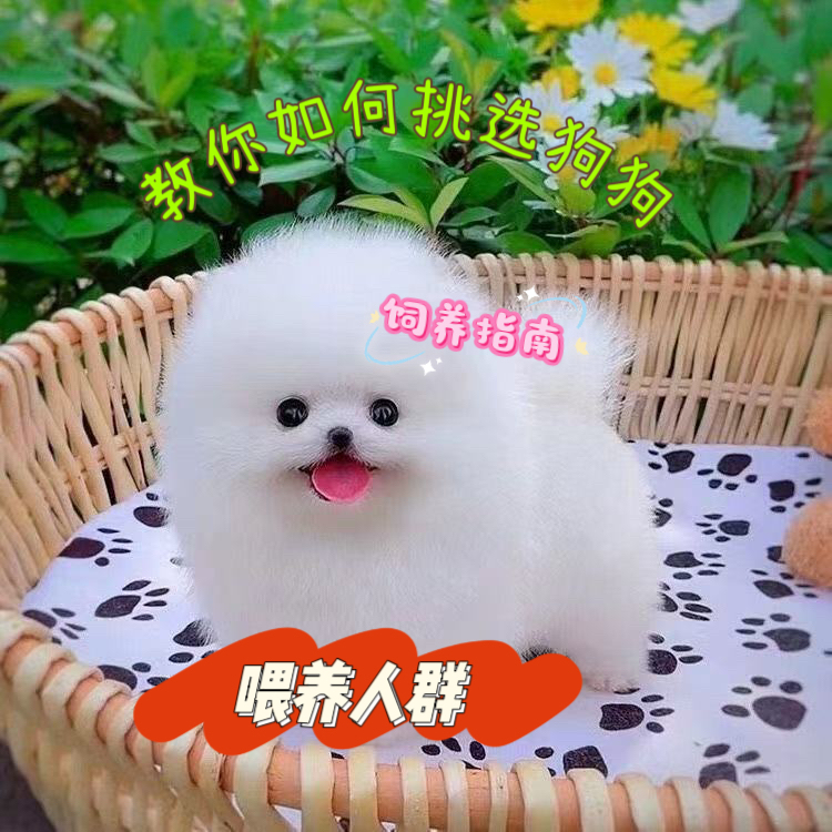 【酷哥】教你怎么挑选狗狗和饲养课程