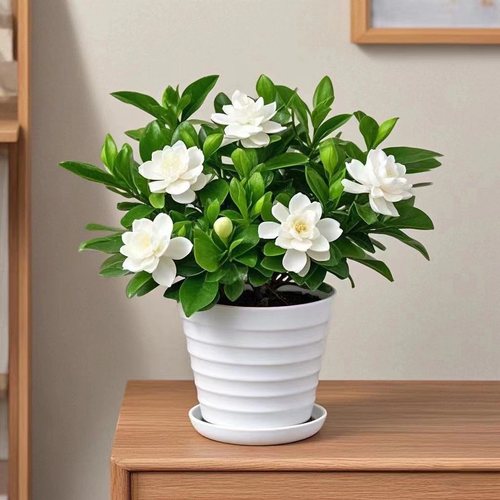 栀子花带花苞盆栽花卉开花净化空气浓香型阳台绿植四季好养
