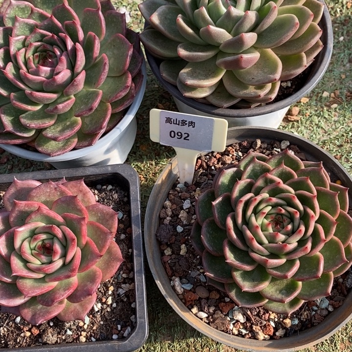 D092- 直播福利 四颗