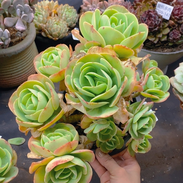 夏悦多肉0209-149碧桃