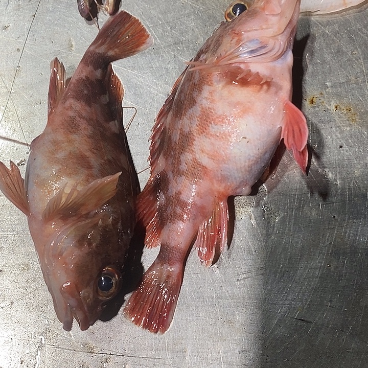 中国大陆十九公3斤