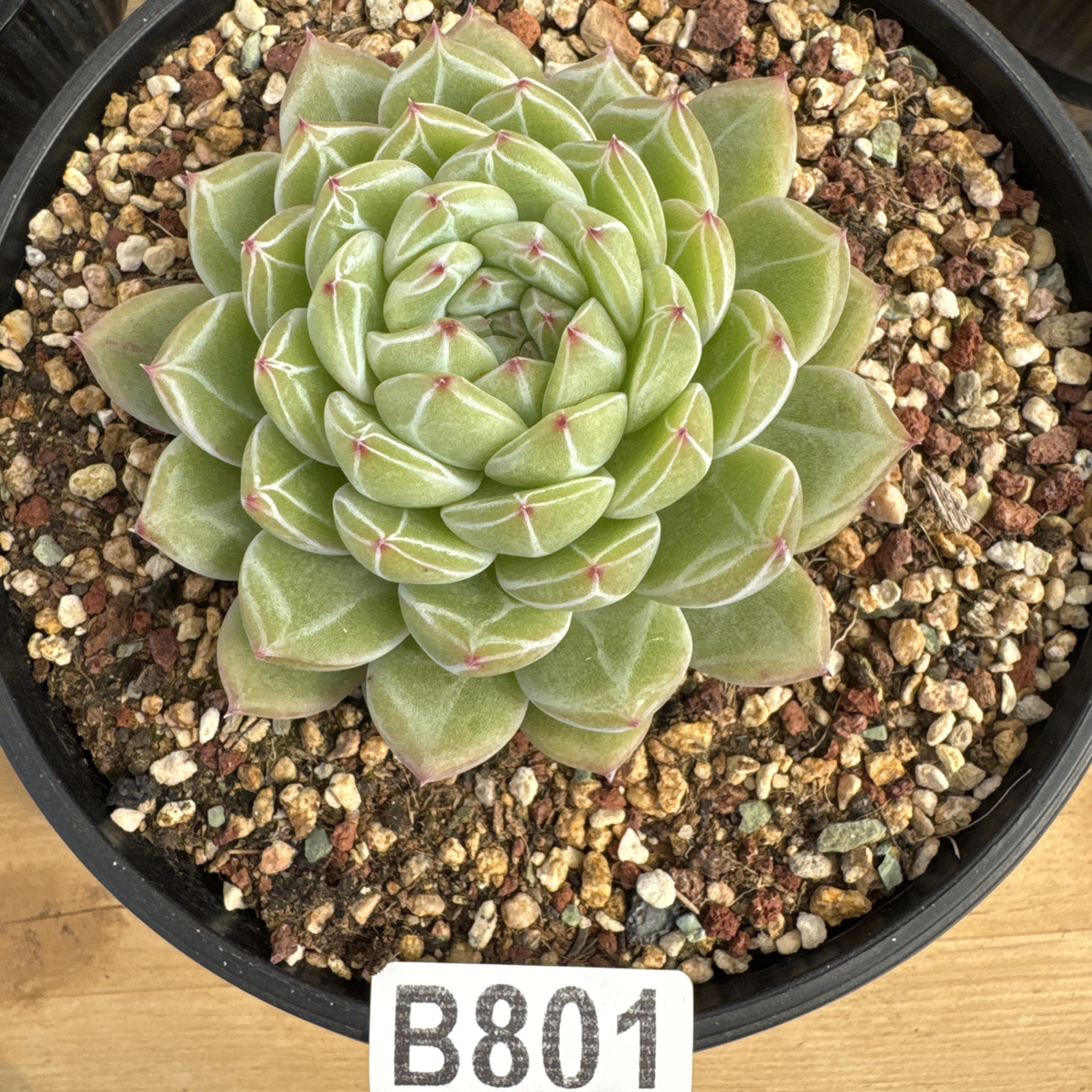 B801，猪猪，多肉植物雪花珍妮 2 棵