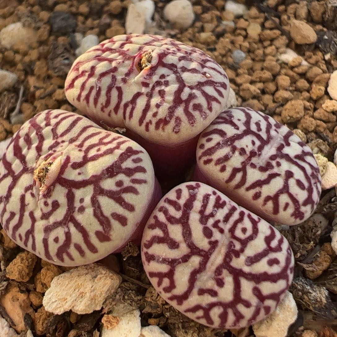 紫墨群多肉植物百科