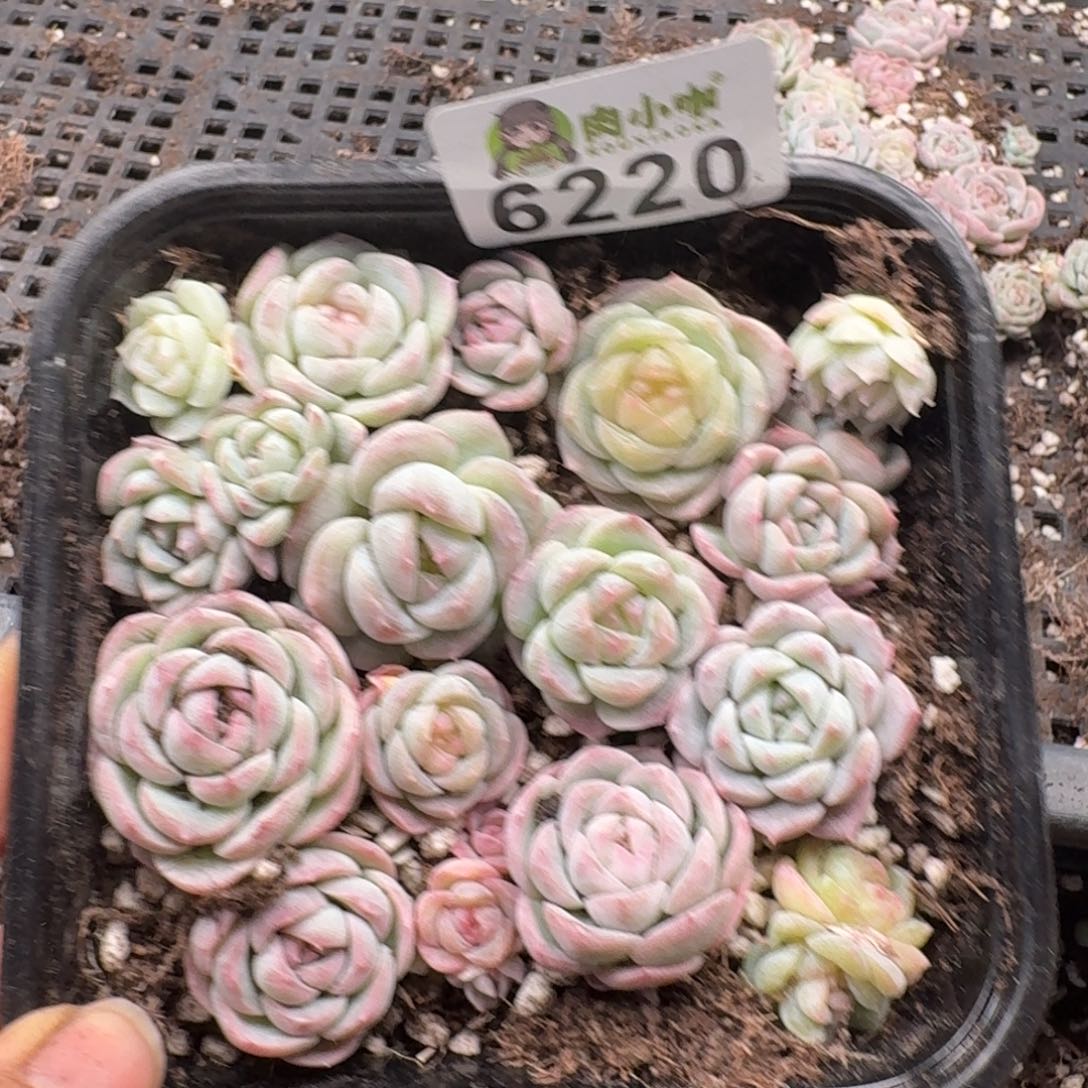 多肉植物多肉植物