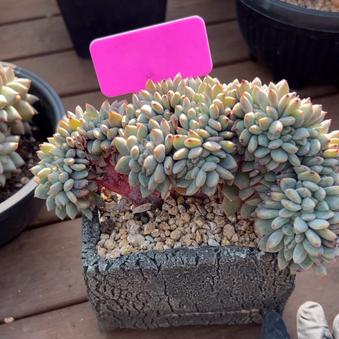 橙子缀化11111111