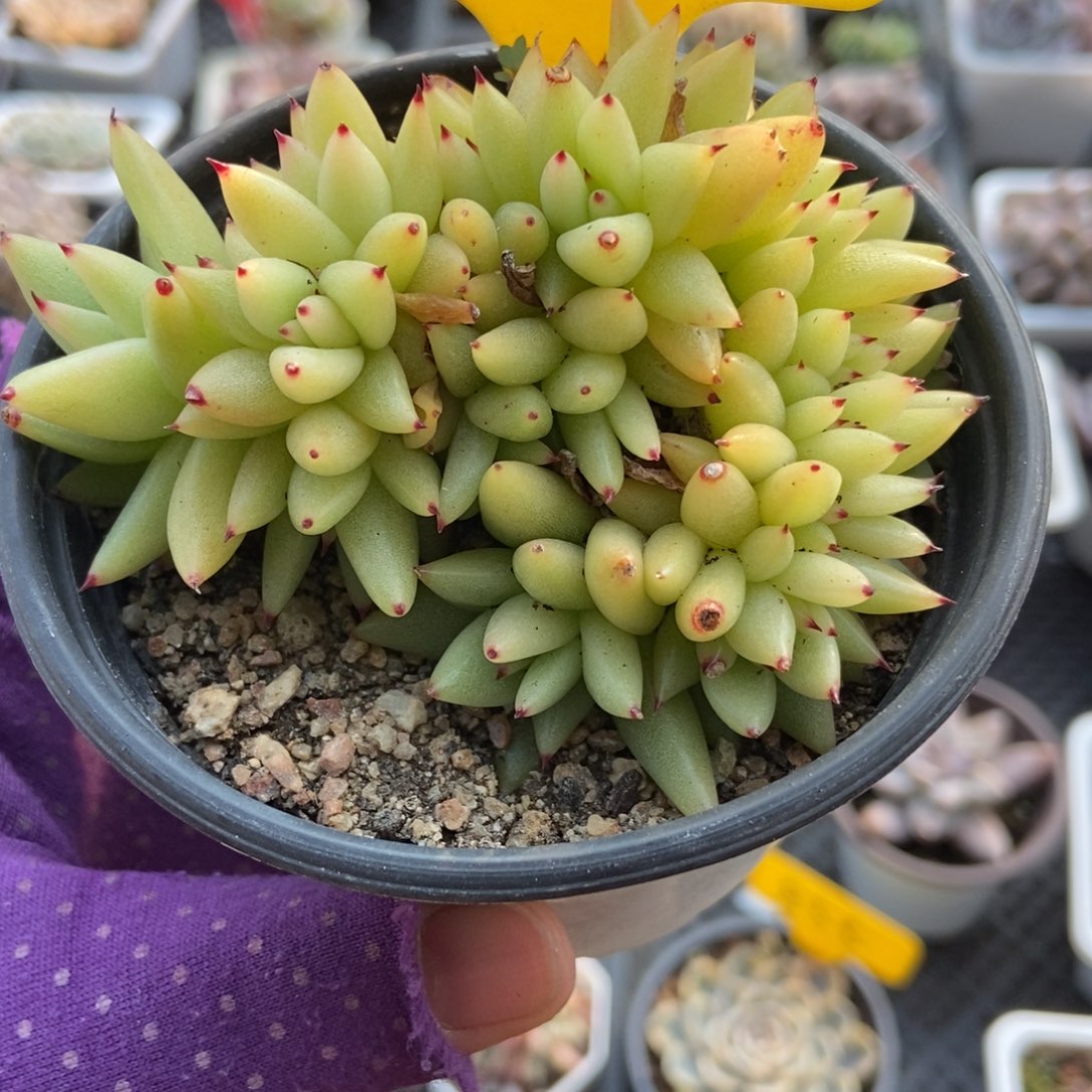 6118虎鲸缀多肉植物多肉