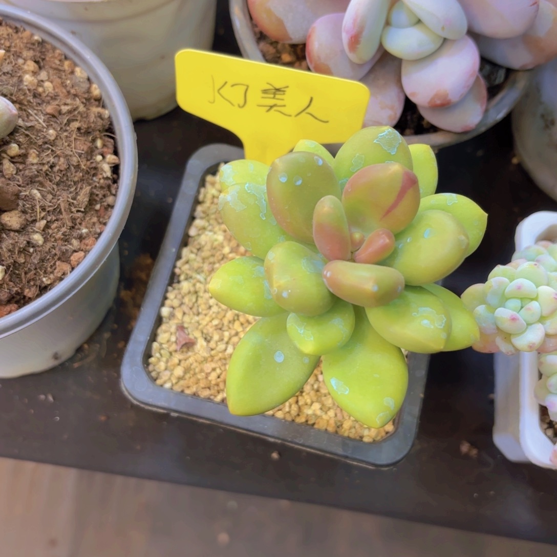 今***天云南金致家精品多肉