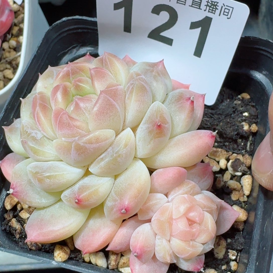 冰魄黄体         精品多肉