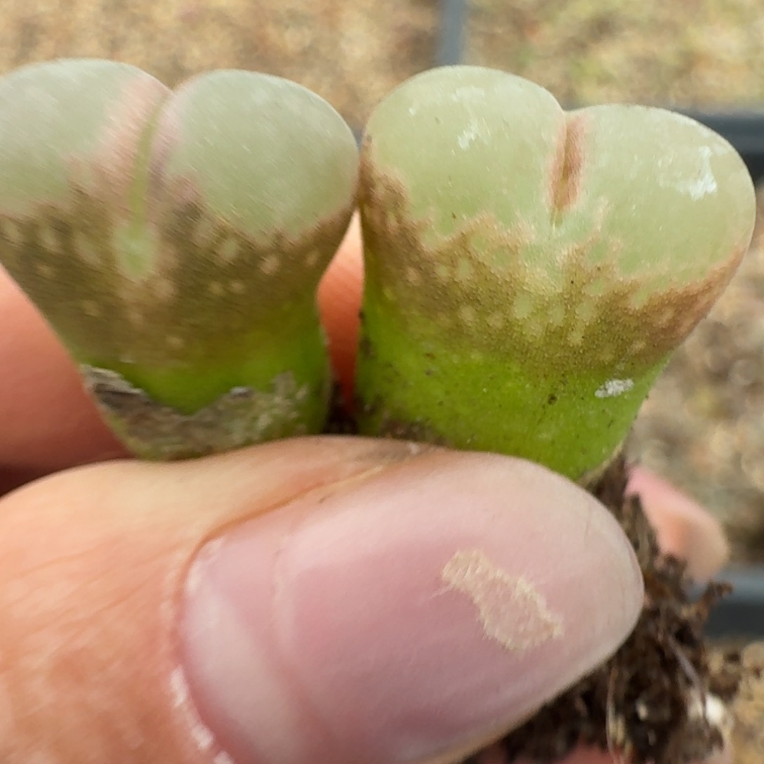 451两颗红网格000000