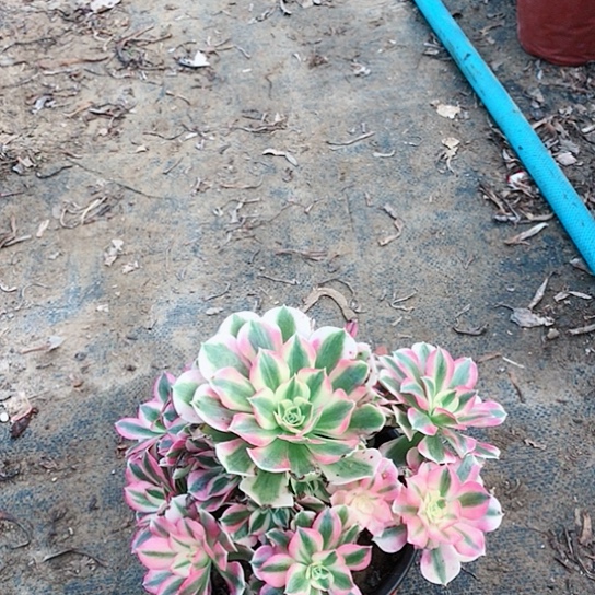 水***澜粉女巫法师多肉植物34